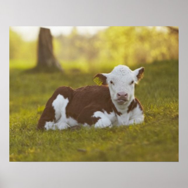 Pôster Calf Resting (Frente)