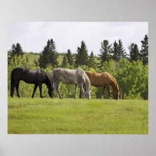 Poster Calgary, Alberta, Canadá