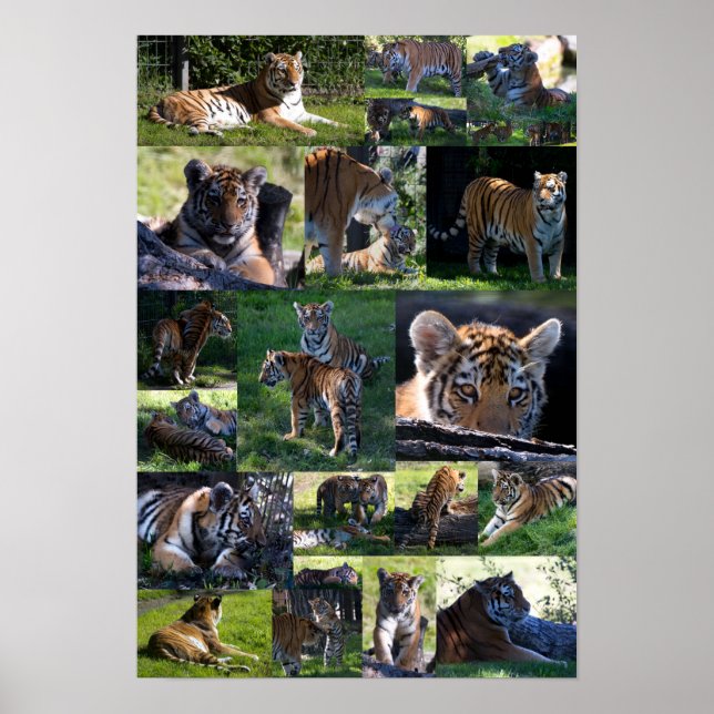 Pôster Calgary Zoo Tiger com Cubs (Frente)