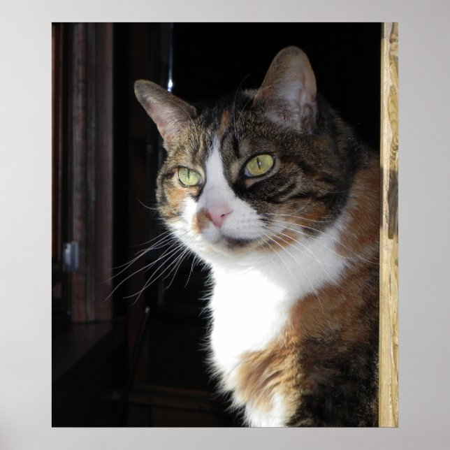 Poster Calico Cat (Frente)