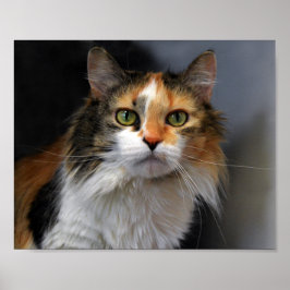 Poster Calico Cat de Cabelo Longo
