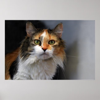 Poster Calico Cat de Cabelo Longo