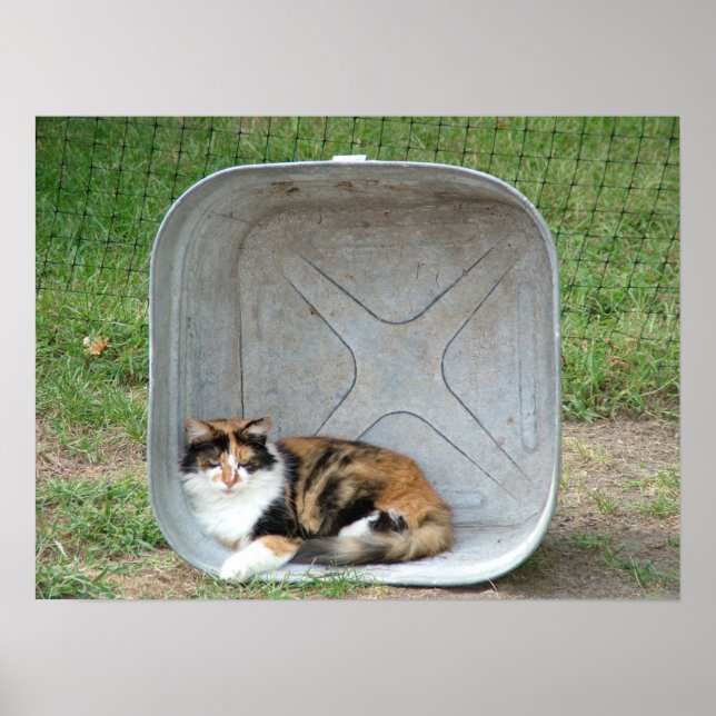 Poster Calico Cat em Basin (Frente)
