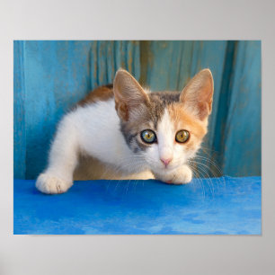 Poster Calico Cat Kitten Engraçado Foto Curiosa De Olhos