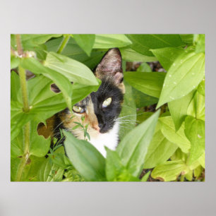 Poster Calico Cat nos Zinnias
