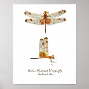 Pôster Calico Pennant Dragonfly Art