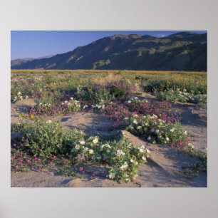 Pôster Califorinia, Anza-Borrego Desert SP, Sand