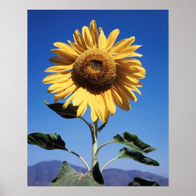 Poster Califórnia, A Mammoth Sunflower (Helianthus) 3 (Frente)