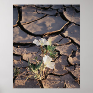 Pôster California, Anza Borrego Desert State Park, Dune 1