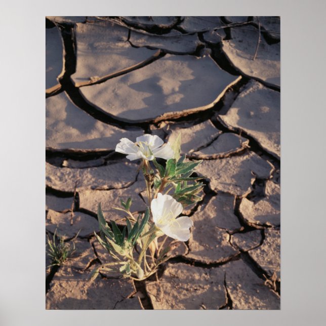 Pôster California, Anza Borrego Desert State Park, Dune 1 (Frente)