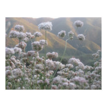 California Bucktrigo