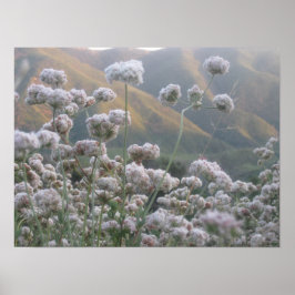 Poster California Bucktrigo