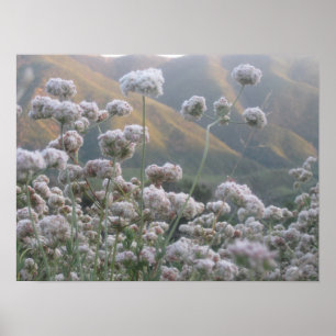 Poster California Bucktrigo