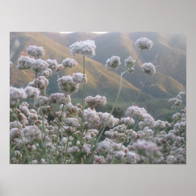 Poster California Bucktrigo (Frente)