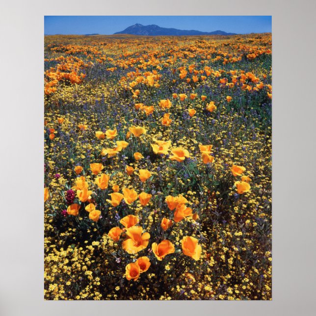 Poster California, Cleveland National Forest (Frente)