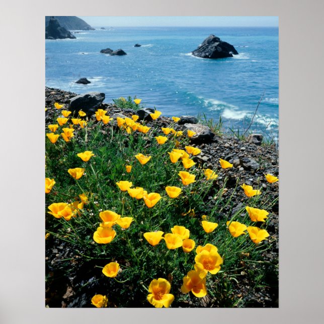 Poster Califórnia, Costa Big Sur, Central Coast 1 (Frente)