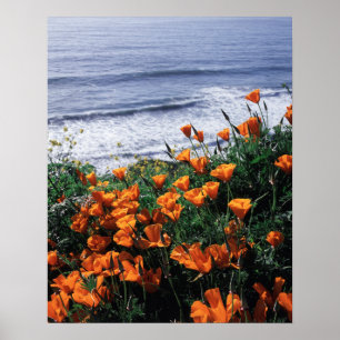 Poster Califórnia, Costa Big Sur, Papoula da Califórnia
