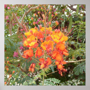 PÔSTER CALIFÓRNIA DESERT FLOWER #1