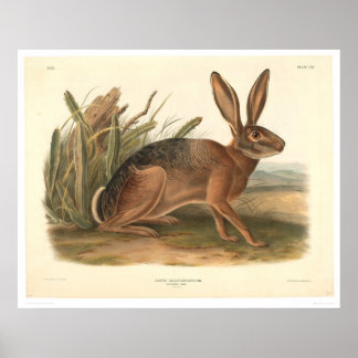 Poster California Hare by Audubon (0177A)