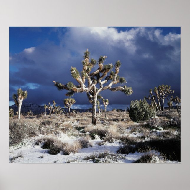 Poster California, Joshua Tree National Park (Frente)