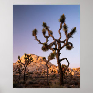 Pôster California, Joshua Tree National Park, Joshua