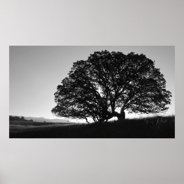 Poster California Oak Tree Sunrise (Frente)
