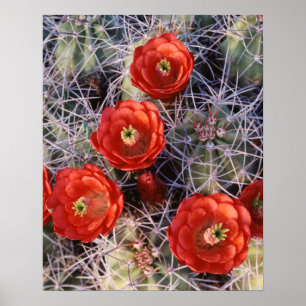 Pôster Califórnia, Parque Nacional Joshua Tree, Claret