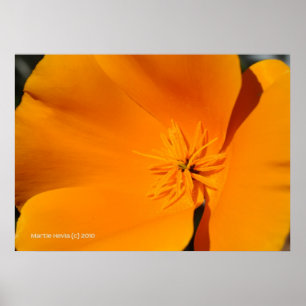 Pôster California Poppy