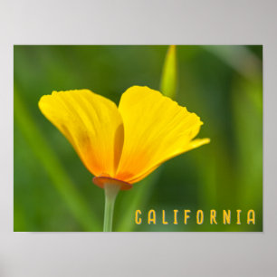 Poster California Poppy