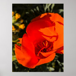 Poster California Poppy - California Poppy 1