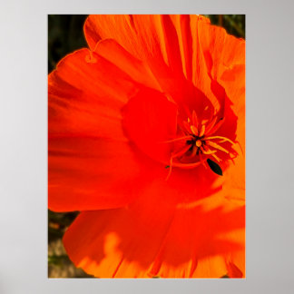 Poster California Poppy - California Poppy 3