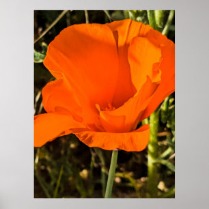 Poster California Poppy - California Poppy 4
