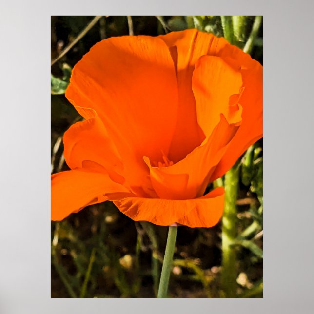 Poster California Poppy - California Poppy 4 (Frente)