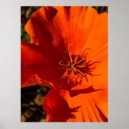 Poster California Poppy - California Poppy 6