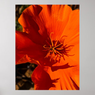 Poster California Poppy - California Poppy 6