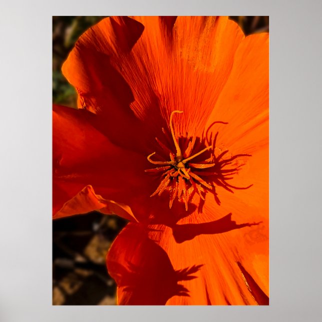Poster California Poppy - California Poppy 6 (Frente)