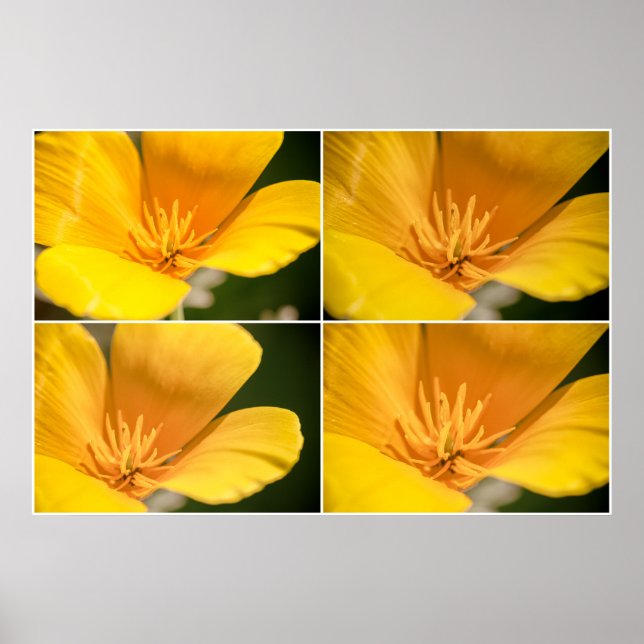 Poster California Poppy Collage (Frente)