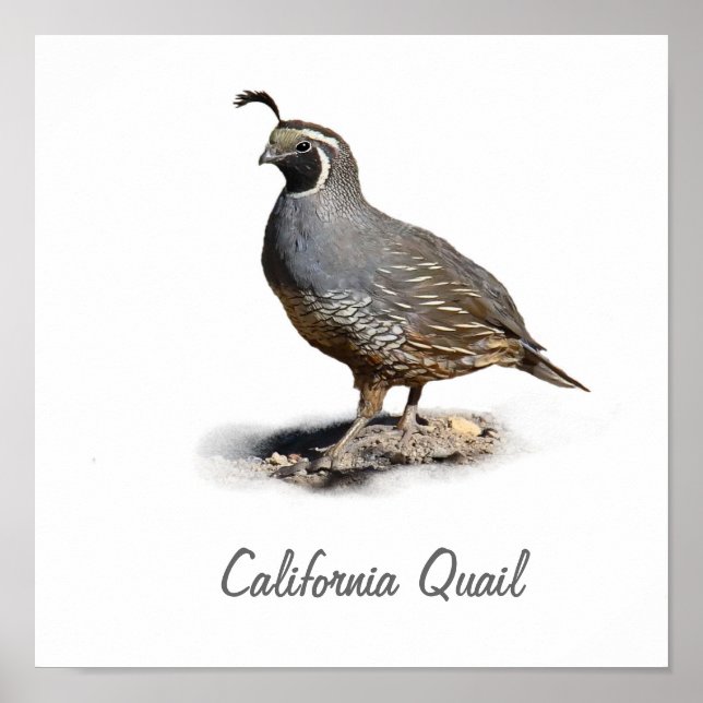 PÔSTER CALIFORNIA QUAIL (Frente)