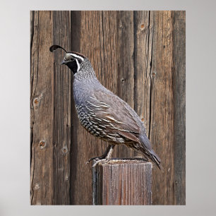 POSTER CALIFÓRNIA QUAIL A BORDO