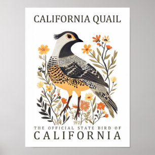 Poster California Quail Bird, Viagem dos EUA