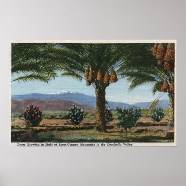 Pôster CaliforniaDates Crescendo na Coachella (Frente)