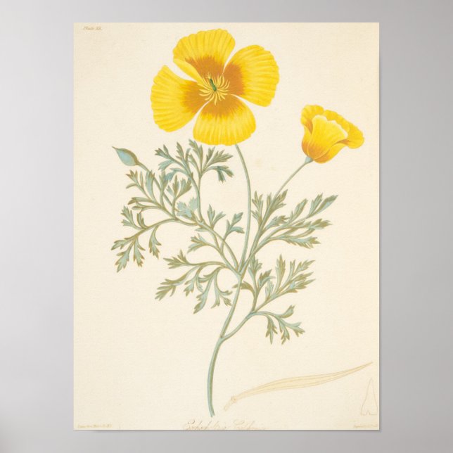 Pôster californiano Eschscholtzia (Frente)
