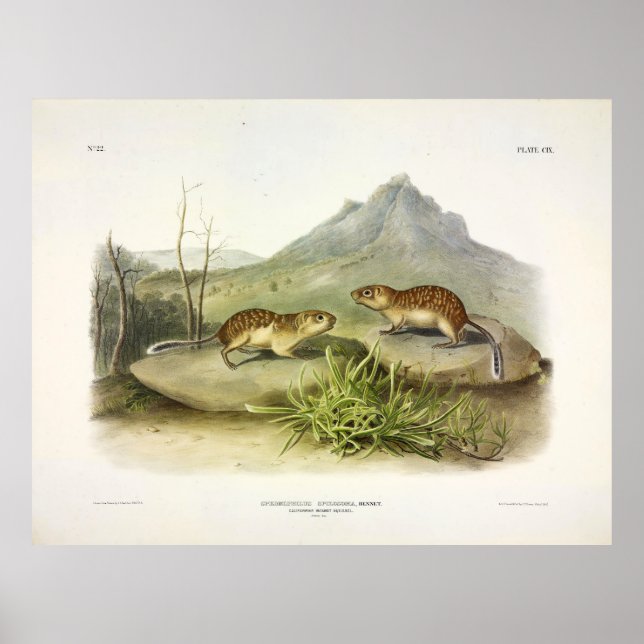 Poster californiano Marmot-Squirrel, mexicano Ground Squr (Frente)