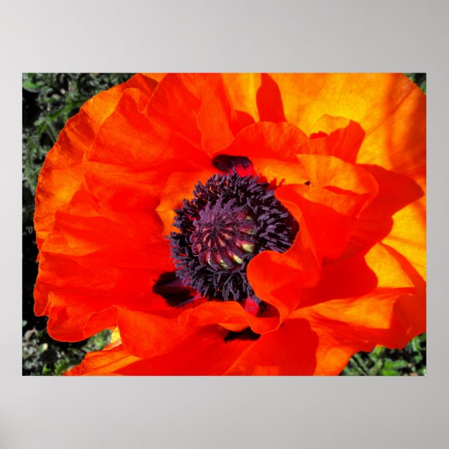 Pôster californiano Poppy (Frente)