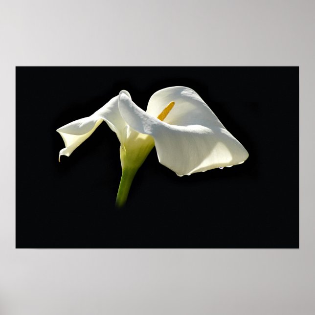 Poster calla (Frente)