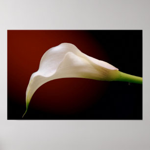 Pôster calla