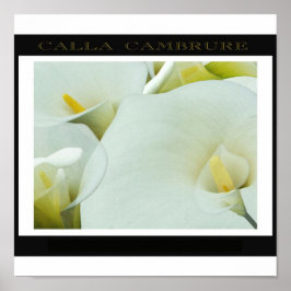 Pôster Calla_Cambrure