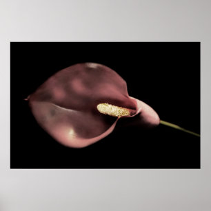 Pôster Calla cor-de-rosa