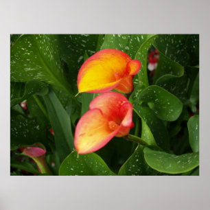 Pôster Calla. da chama