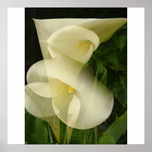 Pôster Calla de exposição dupla Lily